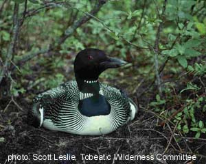 Common Loon.jpg