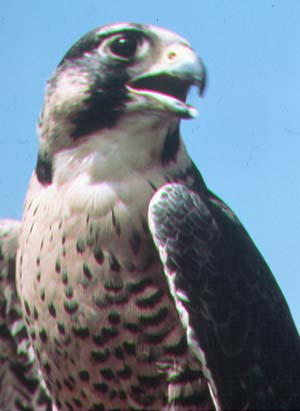Faucon pélerin.jpg