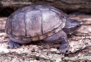 tortue musquée.jpg