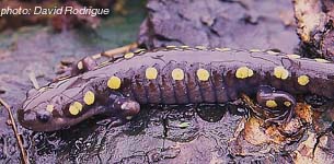salamandre maculée.jpg