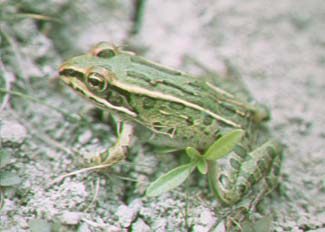 grenouille léopard