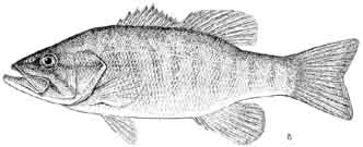achigan à petite bouche.jpg