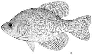 black crappie.jpg