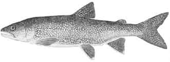 lake trout.jpg