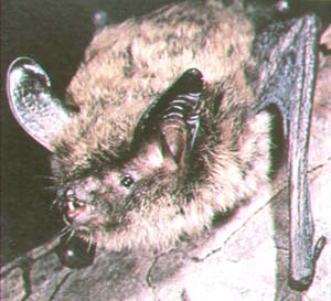 Keen myotis.jpg