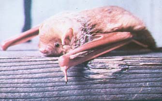 red bat.jpg