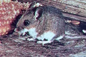 deer mouse.jpg