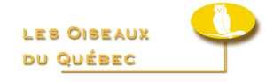 retour aux oiseaux